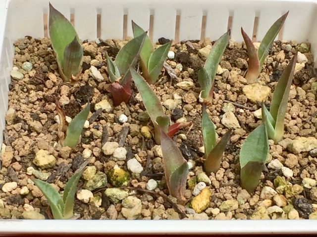 アガベ４種の種蒔きから１年の姿です パリー 姫笹の雪 イシスメンシス チタノタブルー 多肉格闘記